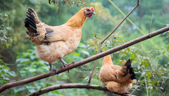 河南省5年之內(nèi)將建80個(gè)散糧物流節(jié)點(diǎn)